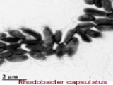 Rhodobacter capsulatus - Công Ty CP Sinh Học Quốc Tế Nani